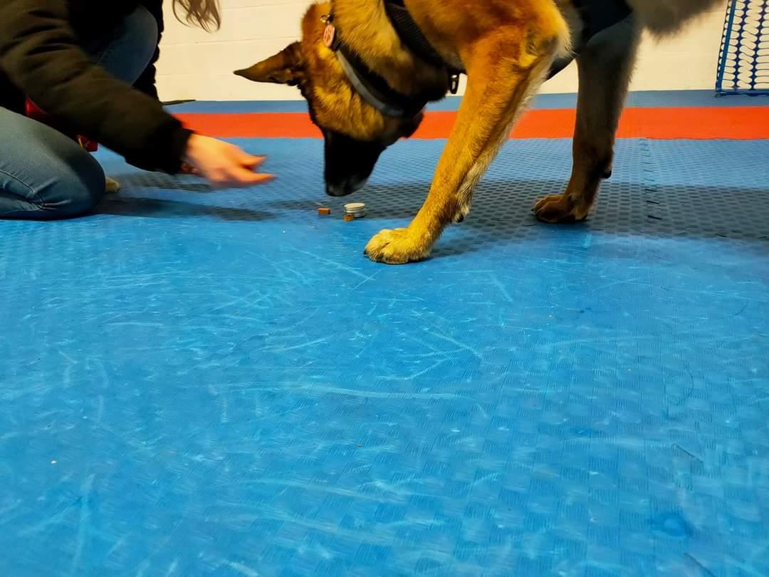 Nosework